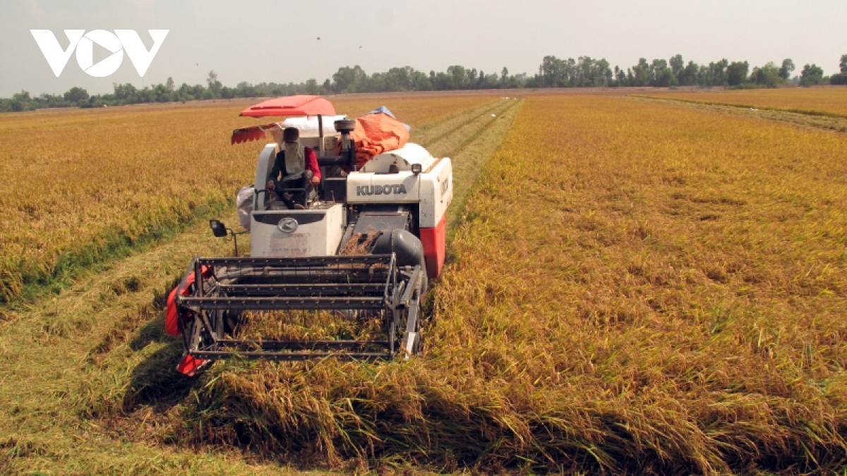 Vụ lúa Đông Xuân năng suất cao nhưng lãi giảm